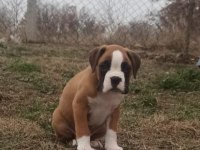 SAFKAN YÜKSEK KALİTE BOXER YAVRULARI