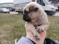 IRK VE SAĞLIK GARANTİLİ PUG