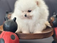Show kalite pomeranian bebekler