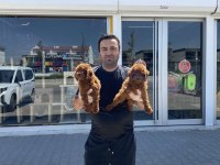 EN GÜZEL TOY POODLE YAVRULAR ANKARA MAĞAZAMIZDA GÖRÜN