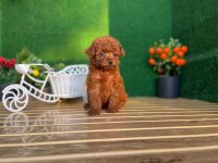 ToyPoodle Bebekler Referans Yavrumuz