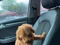 Aşılı Çipli Karneli Toy Poodle 5 Aylık