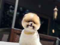 Sevimli pomeranian yavrular yemi yuvalarını arıyor