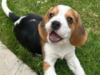 Irk ve sağlık garantili beagle yavrularımız