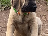 Köpeğimizi Sahiplendiriyoruz