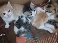 1 Aylık Tatlı Mı Tatlı Yavru Kedilerimiz