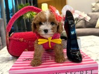 Mini Maltipoo Baby
