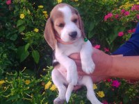 Elizabeth Beagle yavrular