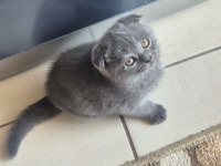 Scottish fold yavrumuz