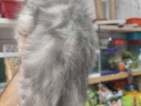 Biritis yavrular yeni yuvaları bekliyor
