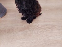 İki aylık dışı poodle