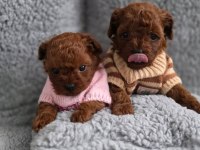 Toypoodle Yavrularımız 