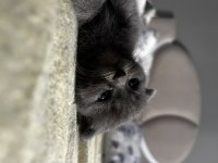 Saf kan british shorthair yavruları