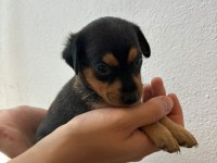Minyatür pinscher 30 günlük