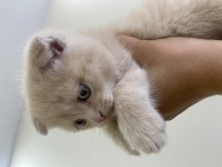 Scottish Fold Sağlıklı Ev Kedilerim