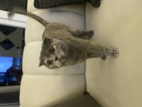 Scottish fold 1 yaşında