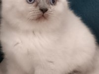 BRİTİSH SHORTHAİR BLUE POİNT ERKEK YAVRUMUZ