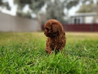 Toy poodle yavrularımız uygun değildir