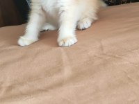 British Shorthair Kedisi