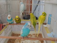 Muhabbet Kuşlarımız