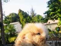 Birbirinden Tatlı Hollanda Lop