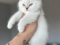 A kalite british longhair yavrular sahiplerini arıyor