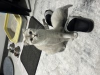 1 aylık yavru british shorthair