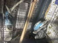 5 adet yeme düşmüş bebek muhabbet kuşu