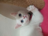 British Shorthair Boncuk Gözlüme Yuva Arıyoruz