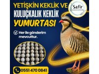 YETİŞKİN KEKLİK VE KULUÇKALIK KEKLİK YUMURTASI
