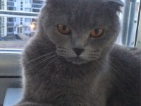 Minik prenses scottish fold