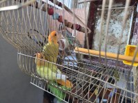 2 3 Aylık Sevda Papağanı