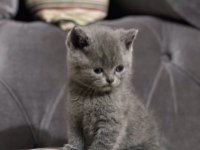 British shorthair