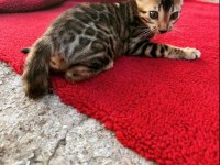 Safkan Show class bengal bebekler