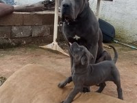 A KALİTE İRİ CANE CORSO YAVRULAR