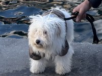 3 aylık terrier çok sevimli eğitimi başladı tuvalet