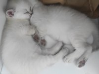 Ücretsiz british shorthair beyaz kedimiz