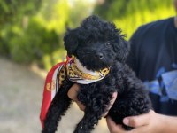 Lekesiz Black Poodle A Kalite