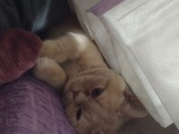 British shorthair ve iran kırması PAŞA