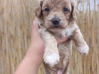 Sağlık Garantili, Üst Kalite Maltipoo Yavrular