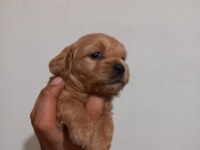 MALTİPOO BEBEKLER