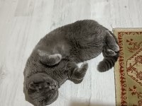 Çok tatlı kedimiz Miço