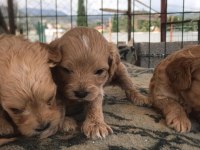 Sevimli ırk maltipoo