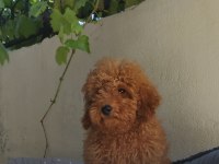 Aşılı teslim poodle yavrular