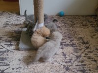 British shorthair ve scottish fold yavrular