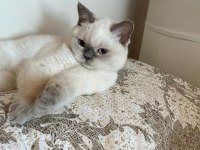 Minik kedimiz pamuğumuz yuva arıyor