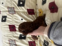 2 kiloyu geçmez garantili kore poodle yavrular