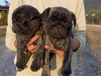 Safkan pug