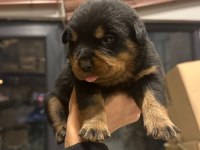 rottweiler yavru köpekler