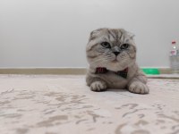 Ayı surat 14 aylık scottish fold